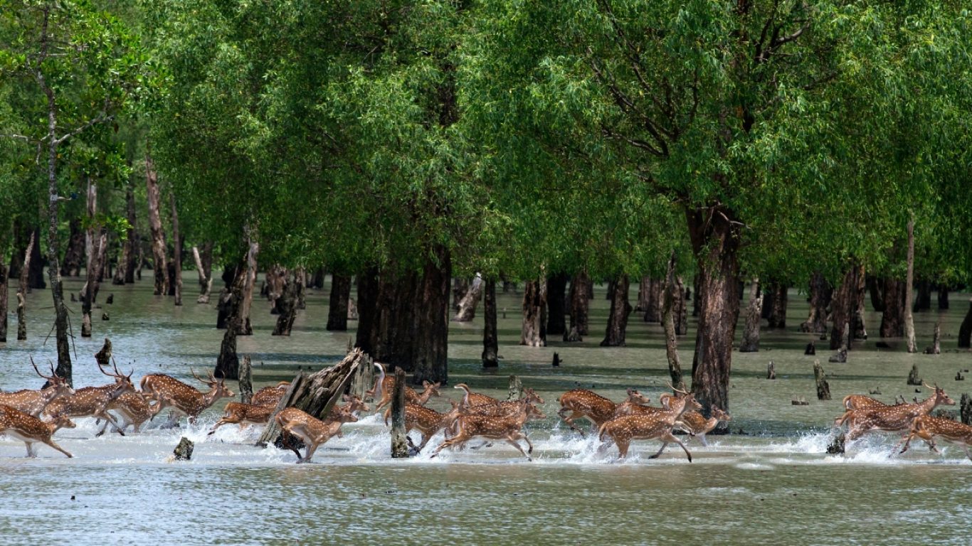 SUNDARBAN